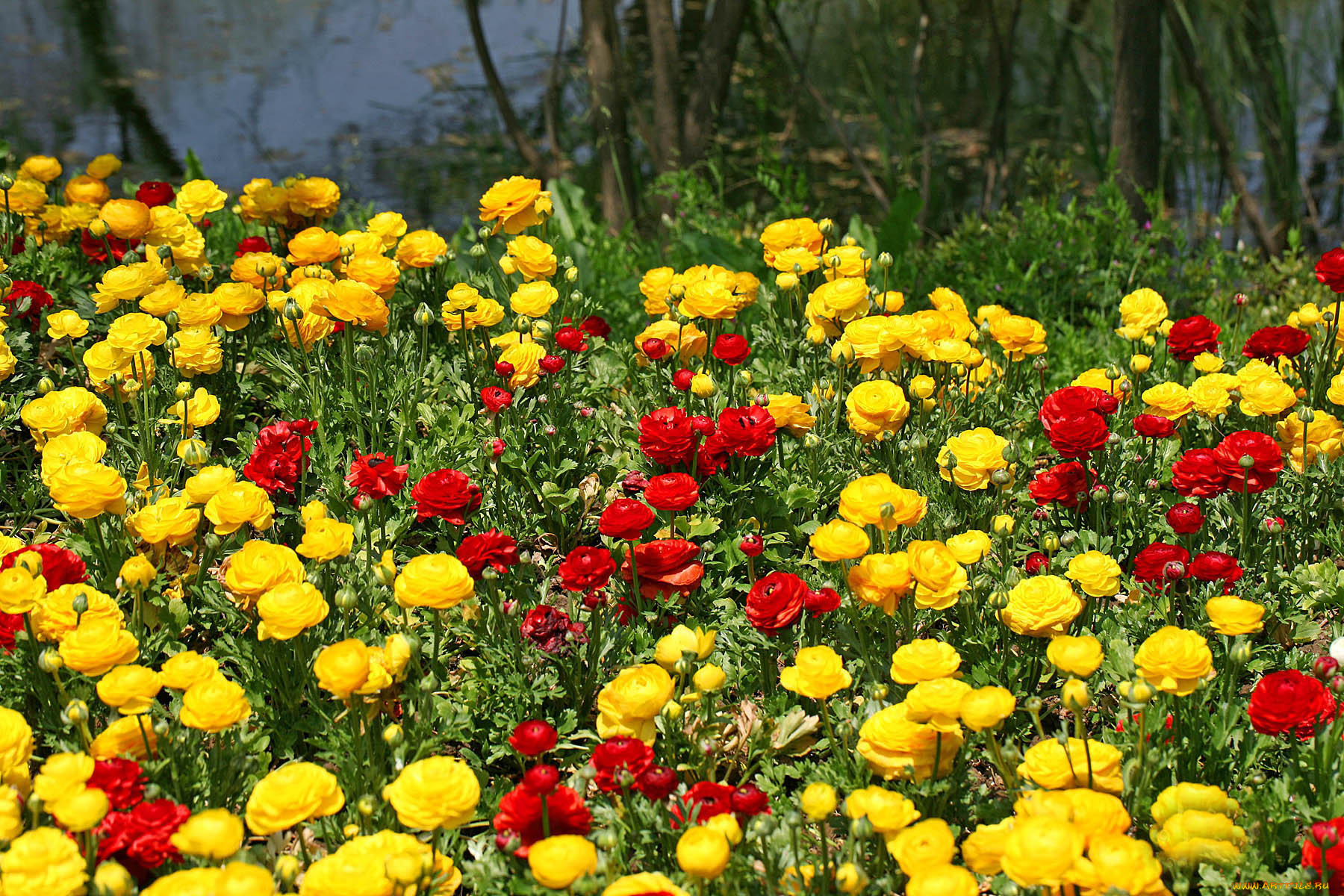 Цветы лютики многолетние садовые цветы фото
